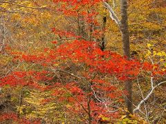 秋の北陸探訪（1）魚津・氷見・新湊　白山林道の紅葉　