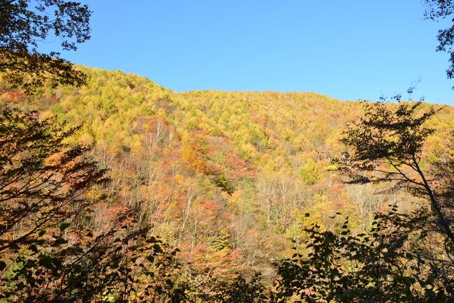 今回は長野と岐阜との間にある百名山の恵那山に紅葉登山してきました。<br /><br />一番メージャーな広河原ルートです。<br /><br /><br /><br /><br /><br />7:30広河原駐車場-8:00恵那山登山口-11:00恵那山山頂12:15-15:00恵那山登山口-15:30広河原駐車場