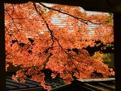 箱根の紅葉情報　仙石原長安寺の紅葉は もう少しで見頃　箱根湿生花園の紅葉は　見頃です　２０１４年１１月２日