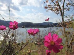 亀山湖へ秋の景色を探しに
