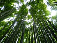 秋をさがして鎌倉散歩 2014 ～八幡宮・浄妙寺・報国寺・杉本寺～