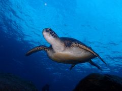 八丈島ダイビング　ナズマド