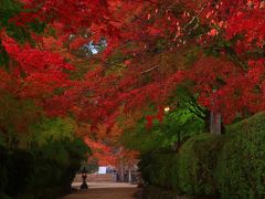 和歌山　高野山の紅葉～壇場伽藍、霊宝館、奥之院