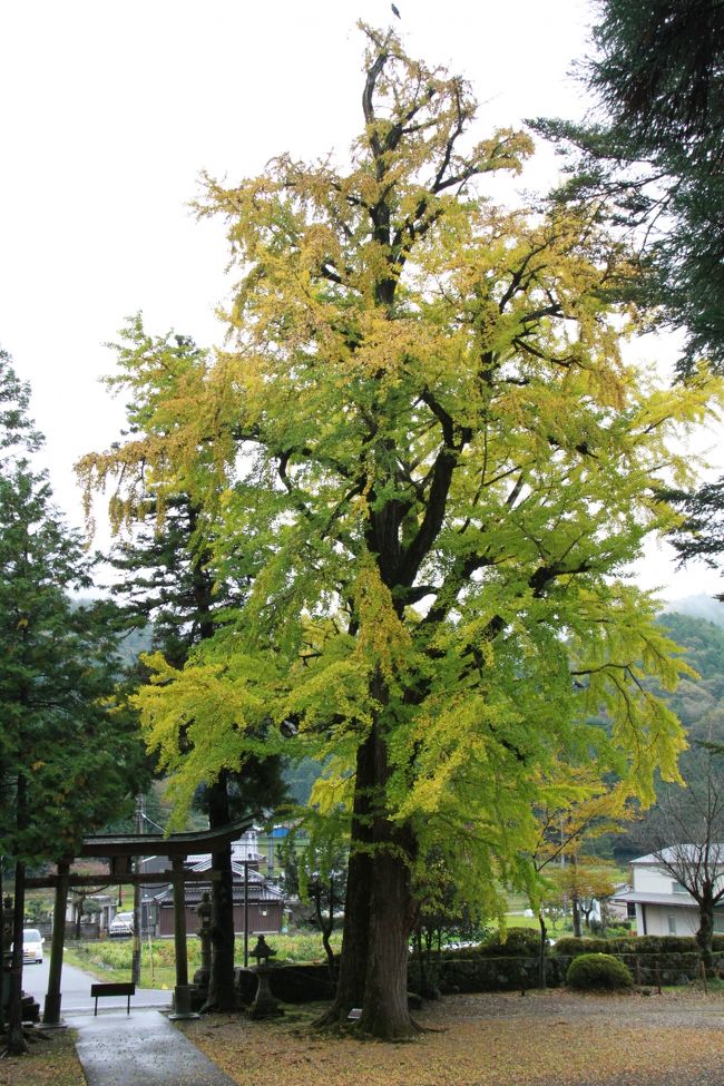 通常は10月いっぱいまでの販売ではあるが、ためしに篠山まで行ってみると所々で販売されていたので購入し、ＪＡ直営の「味土館」と「ふくちあんラーメン」「追手神社のイチョウ」と見て回りました。<br /><br />黒豆の粒はパンパンでこれ以上はなく美味しくいただきました。<br />「味土館」は、三田市の「パスカル三田」に比べると小さいのですが、今回は黒豆を特別に農家に頼んで3日間販売しているそうです。<br />「追手神社」のイチョウは、もうすぐ真黄色になる感じでした。<br />ぎんなんがボタボタと落ちてきていました。<br />狛犬も魅力的で古いタイプでしょうか？<br />年号などはコケむして見えませんでした。