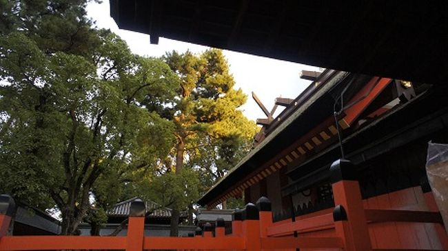 我が一族では最後になる可能性が大きい結婚式が昨日、住吉大社で催されました。住吉大社には本宮が四つありますが、その中でも国宝の第一本宮での挙式は厳かでありました。巫女による創建来続くという「住吉神楽」の舞も間近で見ることが出来ました。<br /> 式に続く披露宴は神館という、大社の付属施設であるが故、良きも悪きも少々クラッシック。天皇が休むという玉座まであるが、階段が多いと言うことで一端を。庭には樹齢千年と言う巨木が立っていますが、一千八百年という社歴には遙か遠い。が、すべてゆったりとした時間の流れの中で進む披露宴にも、千古の趣が隠し味になっているようだ。<br /> 洒落で「印結而 我定義之 住吉乃 濱乃小松者 後毛吾松」(しめ結いて 我が定めてし 住吉(すみのえ)の 浜の小松は 後も我が松)という万葉集の一首(巻三 三九四)を披露しました。姪の結婚式に招かれており、その娘の名が「さくら」であるが故、この余明軍(よのみやうぐん)の情熱的な歌を次のパロディーに代えて贈りました。<br /><br />平成26年11月吉日 於住吉大社 雄一磨呂(ゆういちのまろ)さくらの娘子(をとめ)に贈れる一首<br /><br /> しめ結いて 我が定めてし 住吉の 浜のさくらは 後も我がさくら<br /><br /> 永遠に「我がさくら」として戴きたい思いを込めて、大社をあとにしました。<br /><br /> なお、神殿内等の写真は許可条件に従って撮影しました。