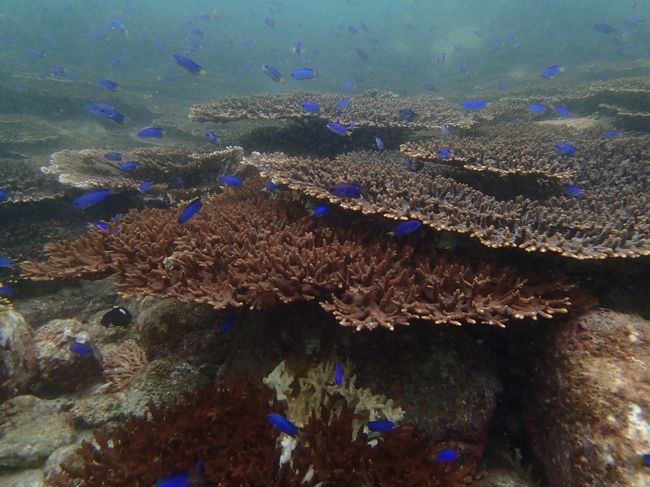 高知県の柏島。<br />海を挟んでいるとはいえ、大分県民にとっては実は結構近いんじゃないかと思い、前から気になっていたので、行って来ました。<br />現地サービスのブログを見ると、10月下旬の柏島は、水温は24度程度らしい。ウエットスーツでギリギリ大丈夫かな〜？。寒くないといいな。<br /><br />佐伯港と宿毛港を結ぶ宿毛フェリーは1日3便しかなく、しかも午前４時頃と正午と、午後９時ごろという微妙な時間帯。所要時間は３時間ちょっと。<br />朝イチの便に乗って行けば到着後から潜ることも可能です。しかしあまり若くはない二人・・・。ここは無理せず、ゆったりスケジュールで行きました。<br />正午の船に乗り、1日目は移動のみ。2日目に2本潜って夕方のフェリーで帰ります。