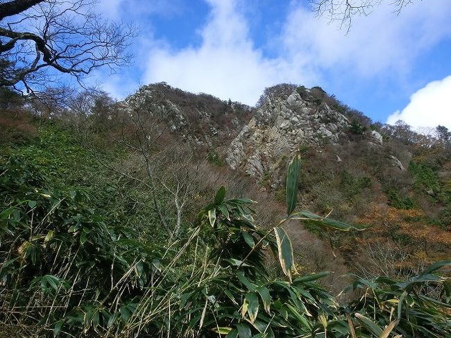 今日は鈴鹿の紅葉を見に、三重県菰野町と滋賀県甲賀市の境にある鎌ヶ岳（かまがたけ。1161ｍ）に登ってきました。<br /> <br />この3連休はずっと雨の予報でしたが、幸いにも最終日の今日は晴れるという予報になり、かねてから目星をつけていた鈴鹿の山、特に鎌ヶ岳に行くことに決めました。東名阪道を走ると鈴鹿の山並みが見えますが、その中に尖った目立つ山が鎌ヶ岳です。名古屋方面から見ると、御在所岳の左にあります。鎌ヶ岳には毎年春の花の季節に登っており、大好きなアカヤシオ、可憐なイワウチワ、イワカガミなどの花を楽しんでいます。また、春はトケン類（カッコウ、ツツドリ、ホトトギス、ジュウイチ）やクロツグミなど夏鳥を観察できる季節でもあります。<br /> <br />新緑の春と紅葉の秋は登山者が激増して登山口近くの駐車場を確保するのが困難になります。そのため、朝早く家を出て東名阪道を飛ばして四日市ICで降り、鈴鹿スカイラインを上り「湯の山温泉」近くの駐車場を目指します。朝8時前に着いたのですが、すでに付近の駐車場は満車。スカイライン沿いの空き地もびっしりと車が停まっています。仕方なく、わたしはスカイラインをもっと上がり、やっと道端に駐車スペースを見つけました。パトカーが巡回していますが、おまわりさんに何も言われなかったので安心して駐車しました。今日はおまわりさんも大目に見てくれているようです。<br /> <br />そこから歩いて湯の山温泉までかなりの距離を下ります。下らなくても他のルートから登れますが、わたしは大好きな「馬の背尾根」を歩くため、わざわざ30分も下りました。途中、隣の御在所岳に登る人たちとすれ違いますが、多くの人は「もう登られて下山ですか？」と聞いてきます。登山者の90％以上は御在所岳に登る人で、鎌ヶ岳に登るのはごく一部。しかも、馬の背尾根を歩く人は、そのうちのまたごく一部です。湯の山温泉にある三岳寺（さんがくじ）境内から登山道は始まります。急登がしばらく続きますが、そのうちに尾根に出ます。尾根の上は風が強く、今日は台風のような強風です。吹き飛ばされて細い尾根から転落しないように慎重に木につかまったりして歩きます。周囲は紅葉（黄葉）の真っ盛り。隣には上部が雲に覆われた御在所岳が見え、ロープウェイには赤いゴンドラがたくさん行き来しています。今が一番の稼ぎ時でしょうね。<br /> <br />馬の背尾根とは、馬の背中のように狭い尾根ということですが、風が強くなくても尾根から転落しないように十分な注意が必要です。今日は写真を撮る時も体が風圧で揺れるので、しっかりした木につかまってカメラを固定しなければなりません。風が強いため、汗をかくことがなかったのはラッキーでした。<br /> <br />尾根をどんどん登っていくと、紅葉も済んでしまって落ち葉の積もった道を歩くことになります。落ち葉の絨毯の上を、いい匂いを嗅ぎながら歩くのは気持ちがいいものです。岳峠（だけとうげ）という名前の峠まで来ると、あとは最後の登りです。岩にしがみつきながらの急登が終わると頂上です。駐車場から3時間15分かかりました。<br /> <br />頂上には20人ぐらいの登山者が弁当を広げていました。ほとんどが最短ルートの武平峠から登ってきた人です。そこからなら1時間ぐらいで登頂できるからです。頂上は風が強いので体感温度はかなり下がり、冬のように寒く感じます。風が当たらない陰でわたしもランチです。今回は持ってこなかったのですが、熱いラーメンが恋しい季節になりました。次回の登山からはラーメン持参です。コンロなどの荷物が重くなりますが。ランチが済んで、周囲の写真を撮りました。先ほど歩いて来た馬の背尾根が湯の山温泉からずっとこちらに続いているのが見えます。ここを歩いてきたのですね。<br /> <br />じっとしていると寒いので下山することに。下りは早く降りれる武平峠に向けてのルートです。急な斜面を慎重に下ります。この山は花崗岩からできていて、それが風化して砂のようになっており、たいへん滑りやすくなっています。30分ぐらいでスカイラインにある武平トンネルに着きます。そこから延々とスカイラインを歩いて車までたどり着きました。全行程（休憩時間を含む）4時間半の楽しい山行でした。鳥は風が強かったせいか、カケスの声しか聞けませんでした。上空を小鳥が群れ（50羽ぐらい）で飛んでいるのが見えましたが、遠いので種類まではわかりませんでした。<br /> <br />歩行数：約17,000歩。<br /> 