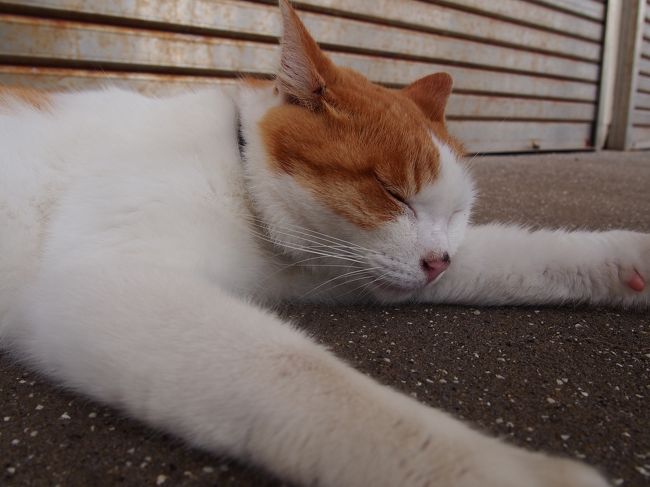 猫好きの私は時々猫カフェに行くのですが、思っているよりも猫さんは触らせてくれません。<br /><br />「だったら、猫がたくさん居る街に行った方が意外と懐っこいコと巡り会えるかも！」<br /><br />と近場で猫の多い街を探した結果、江の島がヒット。<br /><br />今回の旅の目的は猫巡りよ！<br />と張り切って、初・江ノ島へ上陸いたしました〜