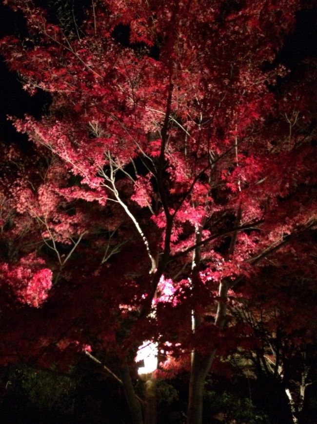 転居して来てから、何度か来た南湖公園。<br />紅葉の季節に、一週間程開催されるライトアップとの事で、最終日のこの日、袋田の滝の帰りになんとか寄る事が出来ました。