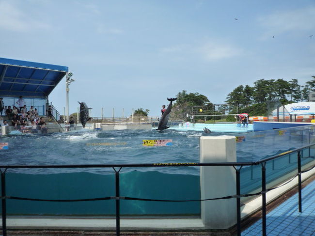 福井県の越前松島水族館へ<br /><br />ガラス張りの水面の上に乗って、水中の美しい魚たちを見下ろすことができる「さんごの海」水槽<br />約１０００匹の魚たちと一緒に泳げる「じゃぶじゃぶ海水プール」を楽しみました。<br />ウミガメにエサをあげたり、アザラシタッチができたり、子供にはとても人気のある水族館のようです。