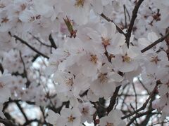 2014年　遠出の花見は神代桜と高遠城、諏訪の片倉館での入浴のおまけ付き