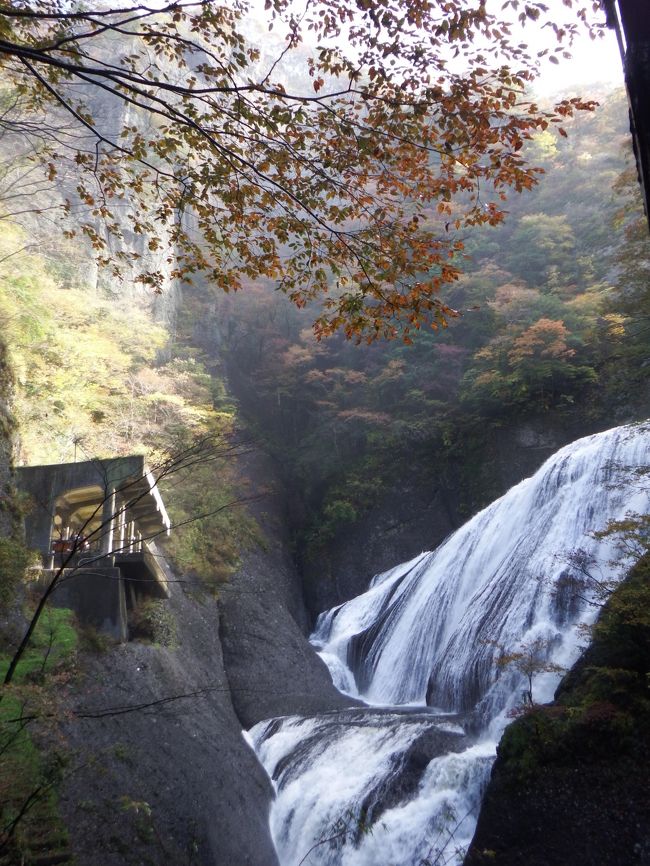 昨年の同じ連休には見ごろだった軽井沢の雲場池の真っ赤な紅葉を堪能、今年も♪ともくろんでいたら見事時期がずれてしもうた(＠_＠;)丁度軽井沢滞在中だったpuyomushiさんに（どお？）と聞いたらもう終わりかけてるよ〜ああ・・<br />と言う訳で、急遽行き先を変更して、最盛期ではないけど茨城が誇る袋田の滝の紅葉を見ることに。さらに調べて<br />いたら、県内一番の高さの八溝山という山が茨城栃木福島の県境にそびえているらしい。どうせなら両方いっちゃおう！朝6時には家を出発、9時前には袋田の滝に到着♪スタートダッシュ早めが功を奏し、色づきはじめの自然美を<br />楽しんでまいりました。