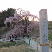 2014年春の日本紀行　（３）　いざ東北！　三春の滝桜に再会