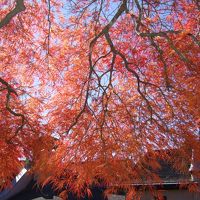 紅葉の河口湖散策～もみじ回廊・一竹美術館・木の花美術館・オルゴールの森