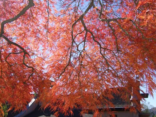 紅葉の河口湖散策～もみじ回廊・一竹美術館・木の花美術館