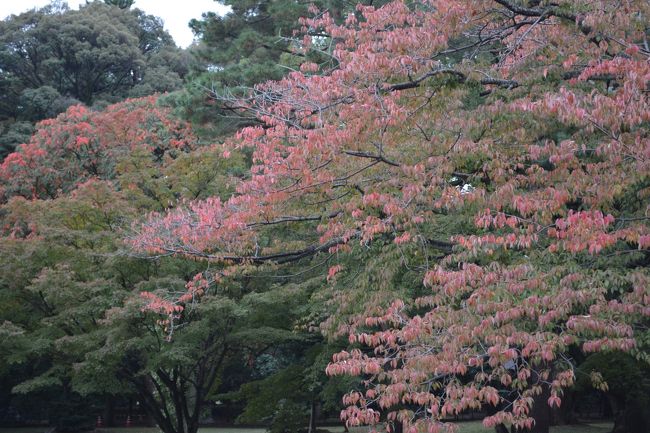 いよいよ最終日の分の投稿です。<br /><br />3日目の行程は、下記です。<br /><br /><br />京都国際ホテルﾁｪｯｸｱｳﾄ(8：20)⇒二条城⇒壬生寺(律宗)⇒勝光寺(日蓮宗)⇒長圀寺(日蓮宗)⇒蓮久寺(日蓮宗)<br />　　⇒京都駅(13：05発)⇒品川駅(15：36発)⇒横須賀駅<br /><br />お土産を買う時間が必要な為、最終日は近場関係で終わりました。<br />あっと言う間の、2泊3日でした。<br /><br />①-2-3と読んでいただいた方、ありがとうございました。<br />