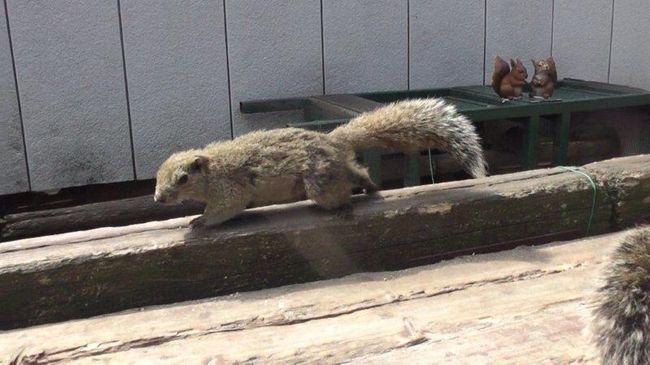 3月末のポカポカ陽気の日。<br />突然、思い立ち岐阜城(リス村)に行くことに。<br />小柄とはいえ、1歳児を抱っこしての岐阜城までの道のりはしんどかった〜(普段、全く運動してません)