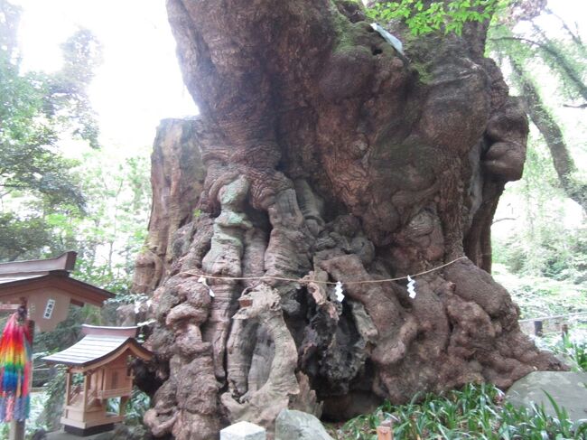 熱海のパワースポットして注目を集める来宮神社。<br />多くの女子が観光に訪れていました。<br />目玉は大楠です！高知県の大杉も大きいですが、ここの大楠も大きかったですよ。<br />パワーを頂きました。バリアフリーではないので、車椅子で行くのは注意してくださいね。<br /><br />【使用カメラ】<br />キヤノンパワーショットA2200<br /><br />【アクセス】<br />熱海駅から徒歩で来宮神社→徒歩で来宮駅に帰る。