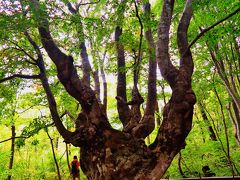 鳥海山麓ｂ　あがりこ大王 ２年ぶりの再会を喜ぶ　☆樹齢300年の異形ブナ