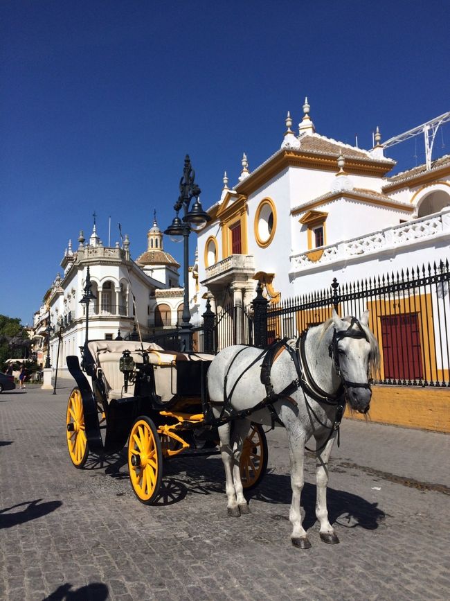 初のスペイン！<br />本場でフラメンコを踊る＆観る、そしてガウディの建築物と美術館を巡る趣味旅行です。<br /><br />８日間旅行の中２日はフラメンコ&amp;闘牛発祥の地とも言われるセビーリャに泊まりました。