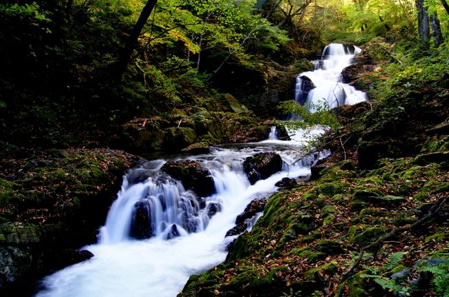 ☆福島県いわき市の阿武隈山中にある禁断の渓谷と言われる『戸草川渓谷』の滝巡りをしてきました。<br />なぜ禁断の渓谷かと言うと、実はこの渓谷沿いの道路は度重なる土砂崩れにより福島県道路規制情報によれば２００８年８月からずっと通行止めになっていて、表向きは車はおろか人もペットも入渓禁止の通達が出ています。<br /><br />Net上の写真などで見ると中々良さげな渓谷だし、我が家からもそう遠くないので一度は行ってみたいと思っていましたが、一向に通行止め解除になる様子もないので半ばあきらめていました。<br />ところがいわき市のブログ仲間からいわき市貝泊地区からなら途中まで車で行け、<br />渓谷も見られるとの情報をいただき、紅葉の時期を見計らってようやく行くことができました。<br /><br />さすがに長い間、通行止め＆入渓禁止になっているだけあって土砂崩れ、路肩崩壊、落石と悪条件のオンパレード(ーー;)。<br />その上、訪れる人がほとんどないので道路から滝へ到る降り口や踏み跡が自然に還りつつあり、どこから滝へ降りて行ってよいやらさっぱり分からない状態。<br />渓谷や滝は想像以上に素晴らしかったのですが、やはり危険を伴う禁断の渓谷であるのは間違いないようです。<br /><br />4travelで紹介した私が言うのもなんですが、<br />通行止め＆入渓禁止の通達が出ている場所なので、行かれる場合にしてもあくまでも自己責任で、安全には十分注意してお出かけください。