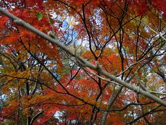 美しき紅葉に魅せられて～福島県猪苗代湖白鳥浜、土津神社、亀ケ城散策