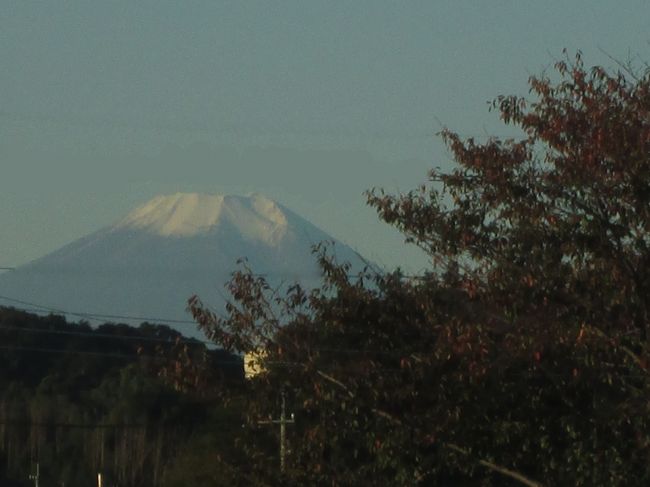 冠雪した富士山　2014.11.7　6：53 (一部修正画像　partially modified）<br />Snow crowned Mt. Fuji<br /><br />10月27日までの15日間のスコットランド・フランスの旅でかなり歩いたのでしばらく早朝ウォーキングを休んでいたが、今週5日から再開した。<br />立冬の今朝は、5時半過ぎに2階の自室の東側のカーテンを引くと雲一つない黄色がかった未明の薄い青空で、起床を促されているように思えた。<br /><br />いつものようにコップ一杯のオレンジジュース・ヨーグルトMIXを飲み、撮影が主目的ではないのでコンデジPowerShotA2300を持って出かけた。<br />今朝は二つあるウォーキングコースの中の北野コース。<br />自宅→小手指陸橋→みどり野マンション→小手指医院→北野小→北野運動公園北→誓詞が橋→西埼玉中央病院→若狭の農園→小手指車両基地西踏切→北中小→自宅　　<br />約5Km 8500歩<br /><br />小手指陸橋下では小手指車両基地から出庫する朝日を浴びた電車をしばらく眺めていた。<br />夏の日の出の位置とは30度以上南寄りからの太陽で、陸橋からは駅前の高層マンションには光が当たった姿は見られない。<br />周囲の建物は北東側の壁面が眩しいほどの光を反射して輝いている。<br /><br />立冬の今朝から冬型の天気図となり、平年並みの気温になると予報されたが寒さを感じるほどではなかった。15〜16度ほどであったろうか。<br /><br />晴れて空気が澄んでいたので冠雪した富士山がよく見えた。<br />秩父の山々も、いつもの紫色のシルエットではなく朝日を受けた木々まで見えて近くなったように感じがした。武甲山、大岳山など見慣れた風景だ。<br /><br />沿道では菊や山茶花、お茶の花などが霜月のウォーキングに風情を添えてくれるのが楽しみの一つだ。<br />帰り際に立ち寄る若狭の山さん農園では真っ白い山茶花が満開で、小松菜とルッコラが早く食べるように急（せ）かせる。<br />自宅に戻ると塀の上のケヤキの紅葉が散りかけていた。<br /><br />撮影　CANON PowerShot　A2300<br /><br /><br />ちょうど2年前にも同じような旅行記を書きました。<br />小さな旅　わが街小手指　霜月の朝　My town Kotesashi/A morning in November<br />http://4travel.jp/travelogue/10724012<br /><br />&lt;人気ブログランキング参加ブログ&gt;<br />参考になりましたら下記をクリックしてください。<br />http://blog.with2.net/img/banner/c/banner_1/br_c_1630_1.gif<br />