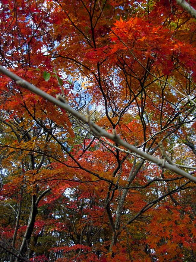 美しき紅葉に魅せられて～福島県猪苗代湖白鳥浜、土津神社、亀ケ城散策