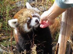 晩秋のレッサーパンダ紀行【３】 円山動物園　早くも雪がちらつく円山ＺＯＯ、ココ＆セイタファミリーの待望の長男坊は元気元気っ！！