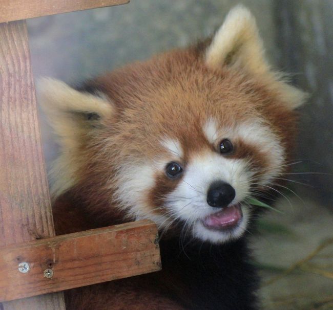 コメントまだ途中ですが、よろしかったらどうぞ　<br /><br />去年の春に本場中国から、ここ京都市動物園にやってきたウーロンちゃんとジャスミンちゃんの間に今年の６月１９日に赤ちゃんが誕生！<br />おめでとう！もう公開されているってことで一年ぶりに動物園に行ってまいりました！<br />久々のカメラってことでピンとの甘い写真ばかりですがアップしちゃいます。<br /><br />ジャスミンちゃんとウーロン君が来園した時の旅行記は<br />http://4travel.jp/travelogue/10778623でどうぞ