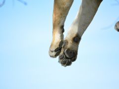 果てしない平原　セレンゲティ国立公園へ　No.1