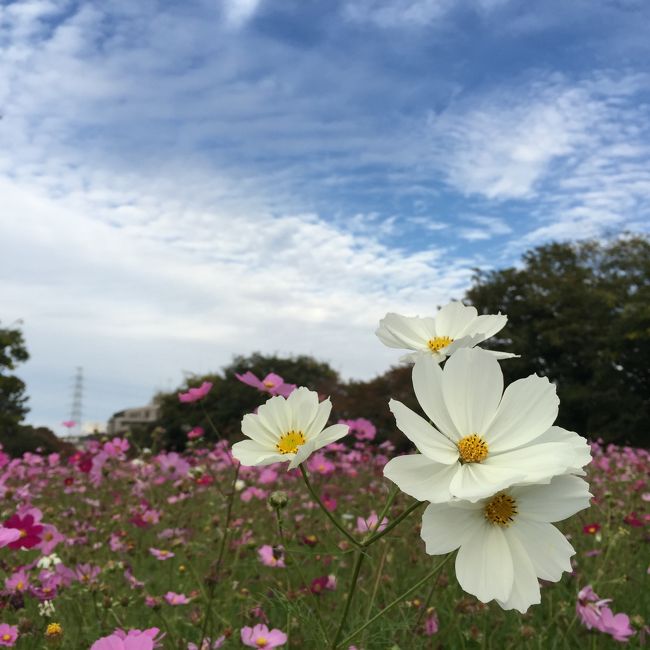 日頃の運動不足解消に<br />散歩に出掛けよう！<br />どうせなら<br />綺麗な景色も観たいな…<br /><br />という事で探してみたら<br />武庫川の河川敷に<br />関西エリア最大規模の<br />コスモス畑があると知りました。<br /><br />見頃は過ぎてるようだけど<br />大好きな秋桜だし…<br />行ってみようかな…<br />という事で、行って来ました。<br />