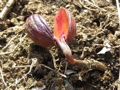 Japan 　小平グリーンロード　都立薬用植物園　2014　春　～ミツバチばあやの冒険～