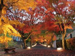 雨の紅葉回廊「心静かに紅葉を観る会」　富士吉田