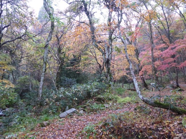 さてさて。<br />昨年獅子ヶ鼻湿原＆白神山地のブナ林を歩いて、その良さを実感していたσ(^_^)達夫婦、<br />もっと近くで歩けるところはないか？と探していると、大山にもブナ林があるらしいというのを夫が発見<br /><br />・・んでも車で行くのはイヤやし・・・と、そのままになっていたところ、よく利用する旅行社で見かけたのがこのツアー<br />キャッチコピー（笑）が<br /><br />「紅葉に染まるブナ林と天然杉に覆われた「ゆりかごの小径」を森の案内人と歩く！」<br /><br />しかもゆりかごの小径というのは、大山隠岐国立公園内にあるらしい・・・<br /><br />・・・って、大山のブナ林歩けるん？？それめっちゃよさそうやん〜〜！！(^o^)<br /><br />というワケで参加した、ゆるゆるウォーキングの記録(^_-)-☆