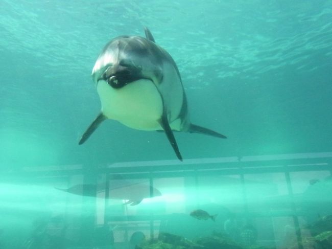 石川県・のとじま水族館へ行き、珠洲ビーチホテルで１泊し、海水浴を楽しんできました。<br />珠洲ビーチホテル前のビーチはとっても綺麗＆遠浅で幼児連れでも楽しめました。