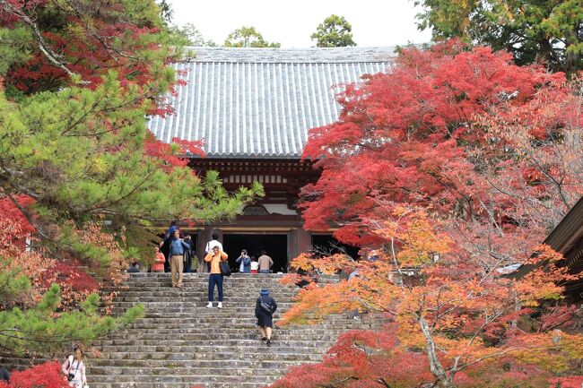 京都洛西の周山街道と呼ばれる国道１６２号線を、市内から車で走ること２０分余り、自然豊かな清滝川のせせらぎに架かる高雄橋を渡った山の中腹に神護寺は位置しており、古来より京都でも有数の紅葉の名所として知られています。<br /><br />神護寺は、高雄山と号する高野山真言宗の別格本山で、和気清麻呂が延暦年間（７８２年〜８０６年）に建立した、愛宕五坊の一つ『高雄山寺』を前身とし、大同４年（８０９年)に弘法大師空海が入山以降、１４年間に亘って真言宗立教の基礎を築かれた古刹です。<br /><br />ここは京都市内で最も早く紅葉が楽しめるところで、朱塗りの高雄橋を渡った先の、楼門に至る４００段もの石段のそこかしこで、錦を身にまとったモミジが降りそそぎ、楼門をくぐって一歩境内に踏み入ると、木立の間に見え隠れする堂々たる伽藍を紅葉が染めています。<br /><br />中でも、飾り気のない山寺特有の風情あふれる金堂前の石段は、見る者心を虜にせずにおかない素晴らしさで、そんな風情あるたたずまいが演出家に好まれ、数々のテレビドラマの舞台として、ストーリーを奥深いものにしています。<br /><br />紅葉の時期には、どこもかしこも人の列で埋まる京都にあって、ここ神護寺は比較的訪れる人の少ない貴重な場所で、ゆったりと流れる時間の中で、じっくりと紅葉に浸ることができる穴場となっています。