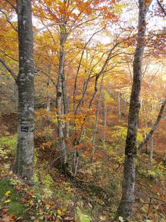 津軽出羽の紅葉・・暗門の滝歩道とブナ林散歩道～マザーツリー～ブナ巨木ふれあいの径をめぐります。