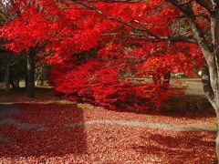 眩しすぎる紅葉に彷徨すればーーー富士五湖の秋