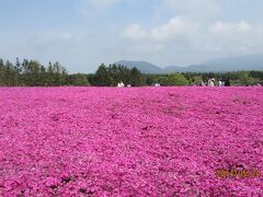 艶やかなピンクの芝桜　西湖と富士山