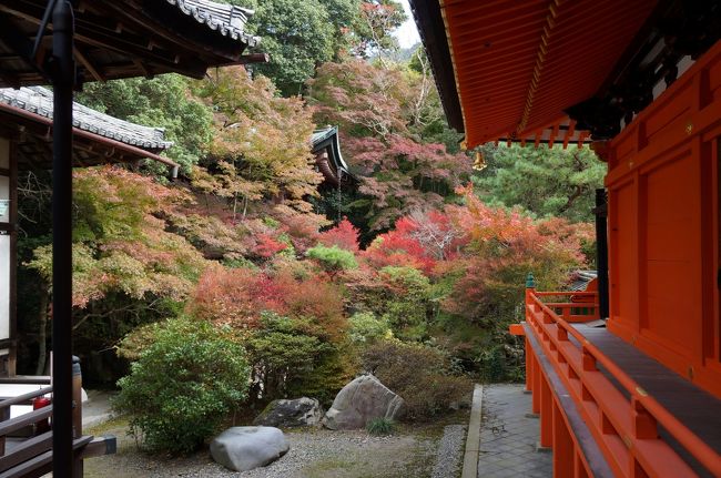 2014年11月、紅葉には少し早いものの、少しずつ色づき始めた京都の旅です。山科の毘沙門堂から東山界隈を散策しました。<br />(1日目）毘沙門堂・・天下一品総本店・・金戒光明寺・・吉田山茂菴・・先斗町<br />(2日目）哲学の道・・法然院・・宝ヶ池プリンスホテル<br /><br />