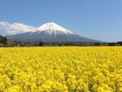 富士山と菜の花