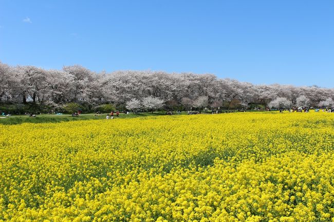 埼玉の、いやいまや日本有数の桜の名所、権現堂桜堤へ行ってきました。<br />周辺の桜のスポットをあわせ以下の行程で回ってきました。<br /><br /><br /><br />1日目<br />権現堂桜堤→古河桃まつり→渡良瀬遊水地<br /><br />古河市内のホテル泊<br /><br />2日目<br />古河桜まつり→名もなき？桜堤→太田芝桜<br />