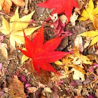 ソウル＆春川・南怡島(ナミソム) ☆ 秋の紅葉＆ミュージカルを楽しむ旅 ～ 前編