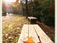 Solitary Journey ［1473］ 県内一のオオモミジが見ごろを迎えていました。＆十月桜開花中＜広島県緑化センターの紅葉＞広島県広島市