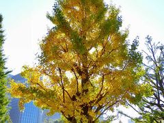 東京駅・行幸通りの紅葉１１月の２