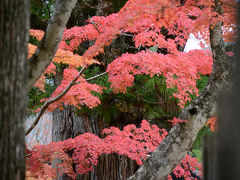 高野山の紅葉を楽しむ