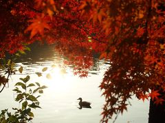 井頭公園の紅葉