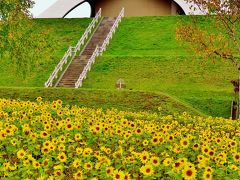 美瑛ｄ 北西の丘展望公園 広大な眺め楽しみ　☆ヒマワリが咲き紅葉も