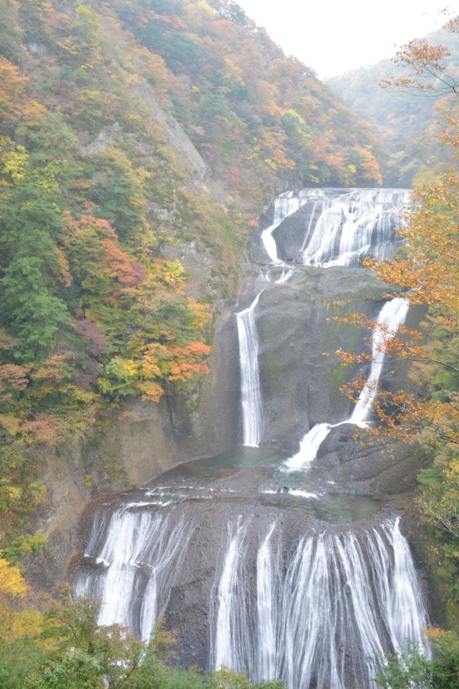 大手旅行会社のバスツアーを利用して、初めて茨城県の袋田の滝、竜神大吊橋、花貫渓谷へ行きました。<br /><br />時々小雨がぱらつく天候に加え、本格的な紅葉シーズンの前という時期でしたが、移りゆく季節を感じさせる豊かな自然の色彩と、雨模様のしっとりとした独特の趣を楽しむことができて、思っていた以上によい旅行でした。